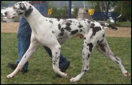 black and white mantle great dane